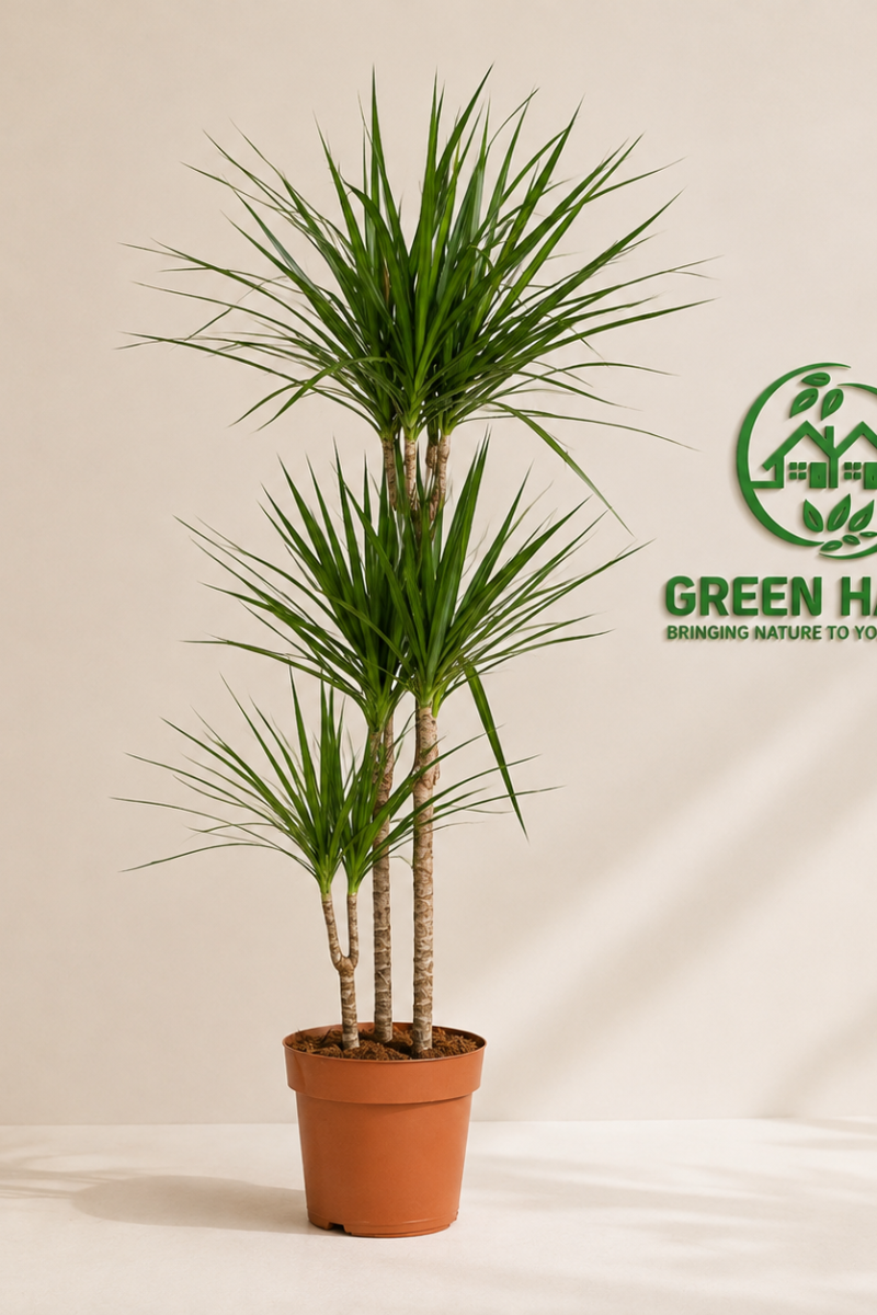 Dracaena Marginata (Dragon Tree) 3PP