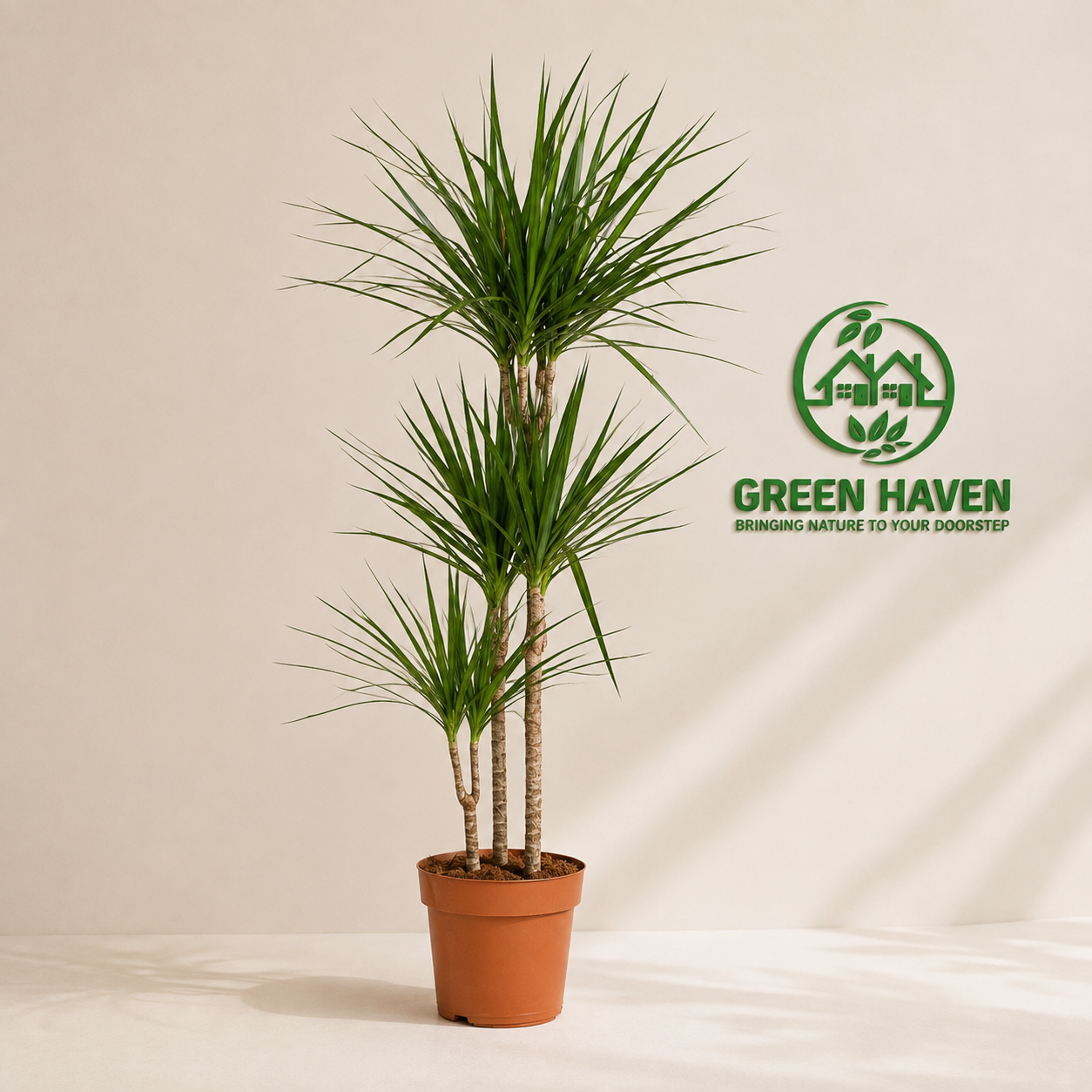 Dracaena Marginata (Dragon Tree) 3PP