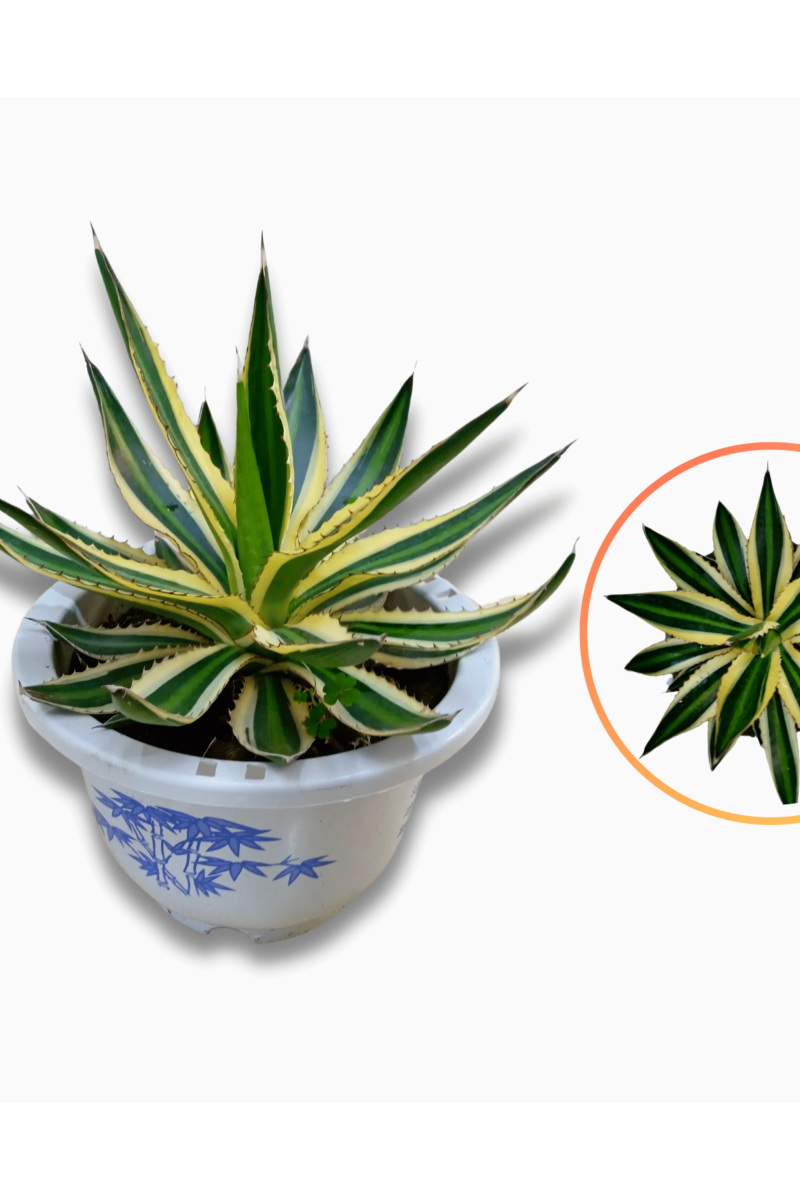 Century Plant