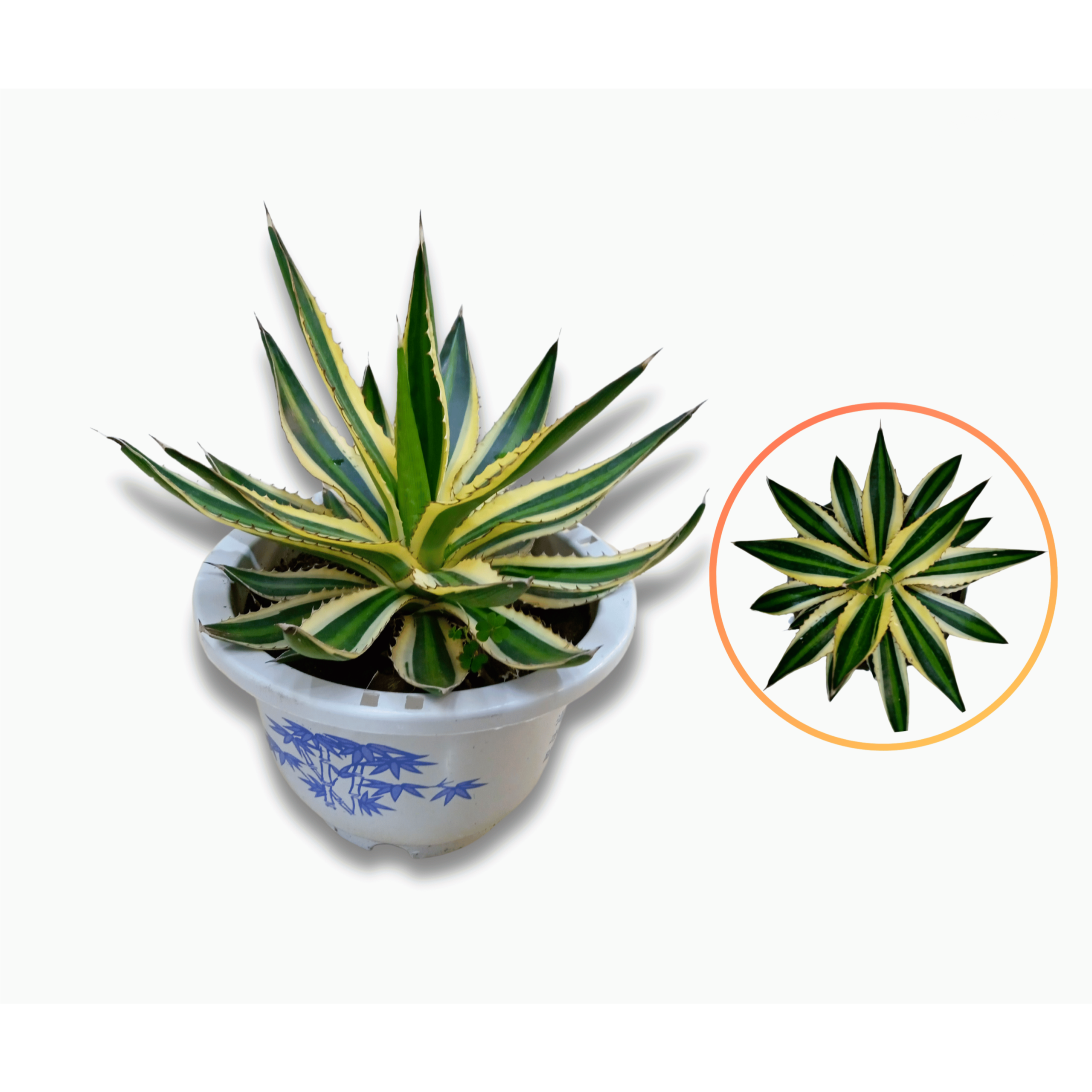 Century Plant