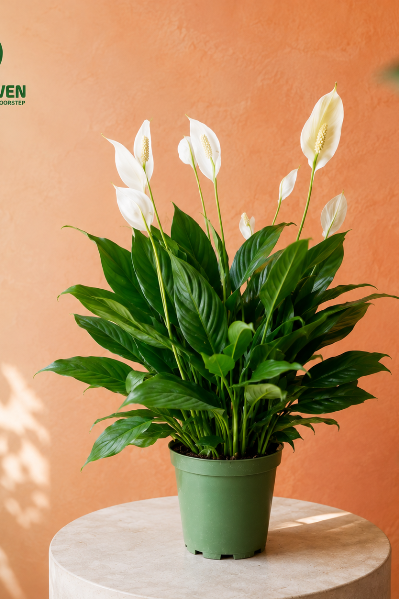 Spathiphyllum - Peace Lily (Small)