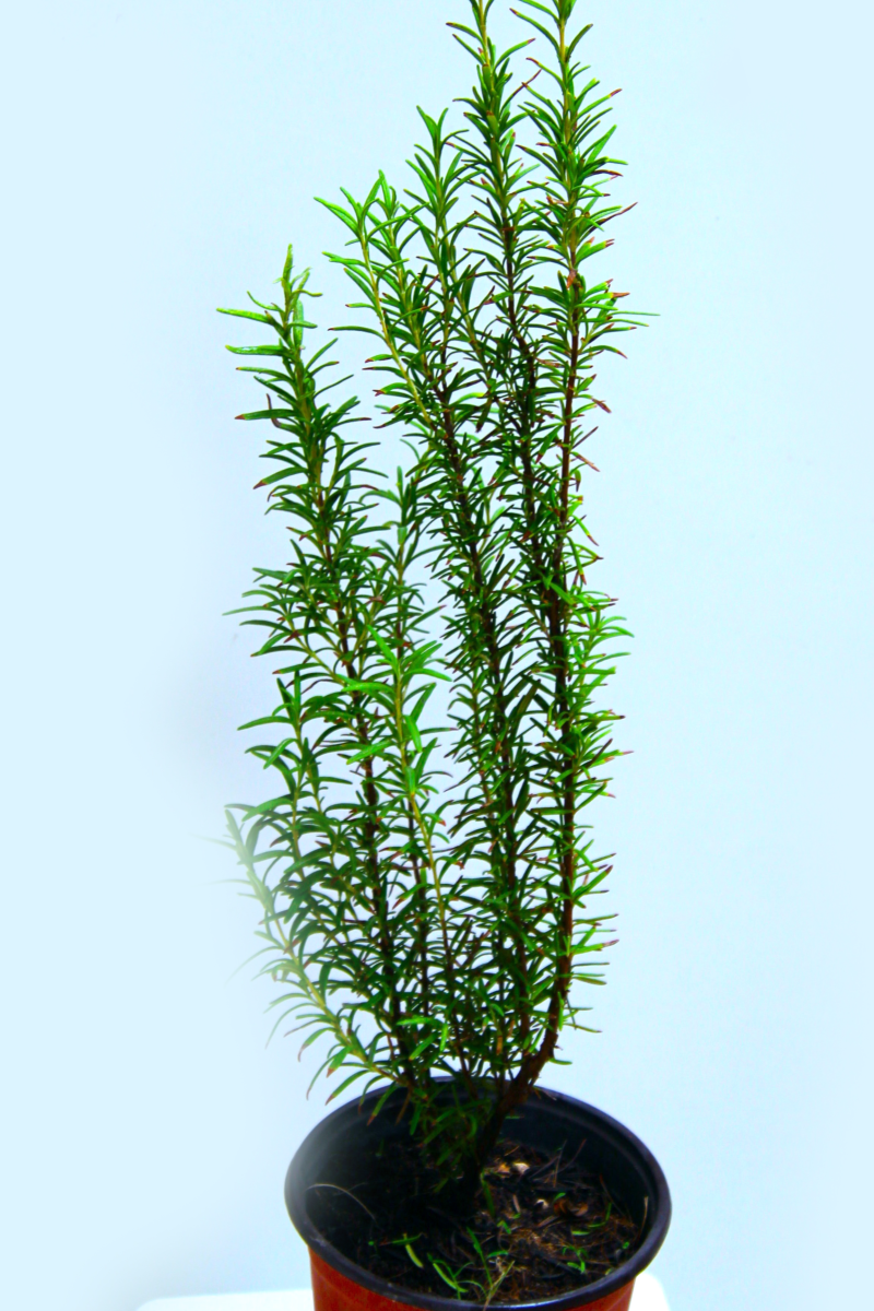 Rosemary