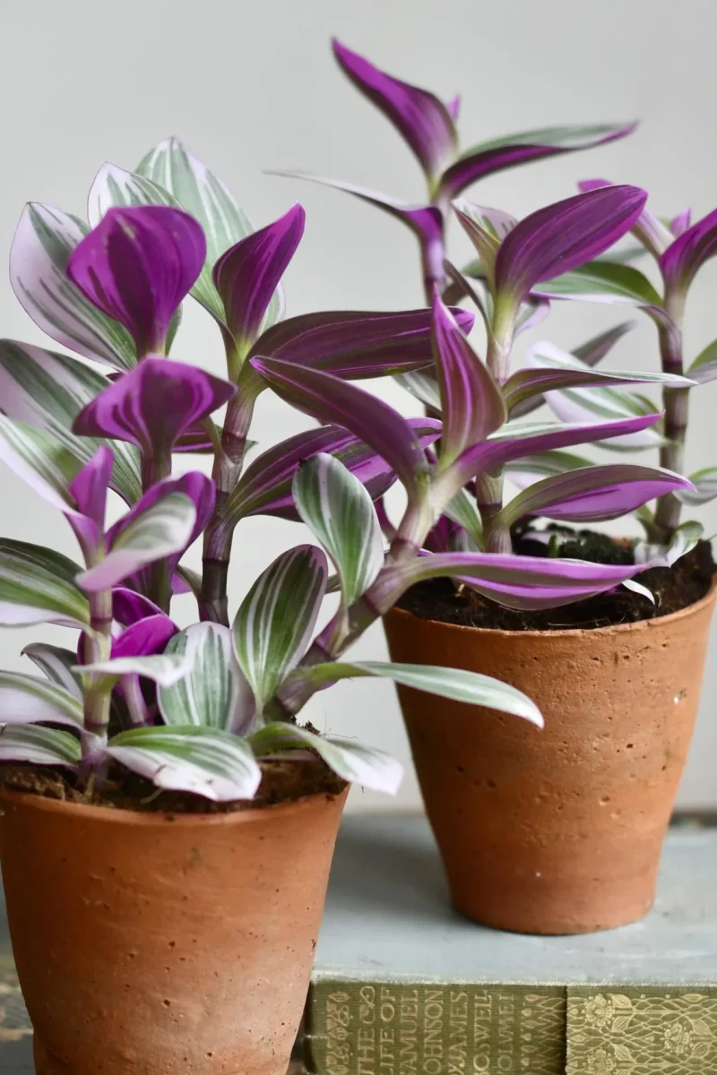 Tradescantia Nanouk - 1 piece