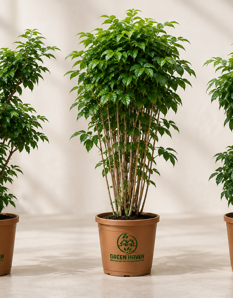 Radermachera Sinica 'China Doll' (Multi-branch, Bushy, and 2-Step Bushy)