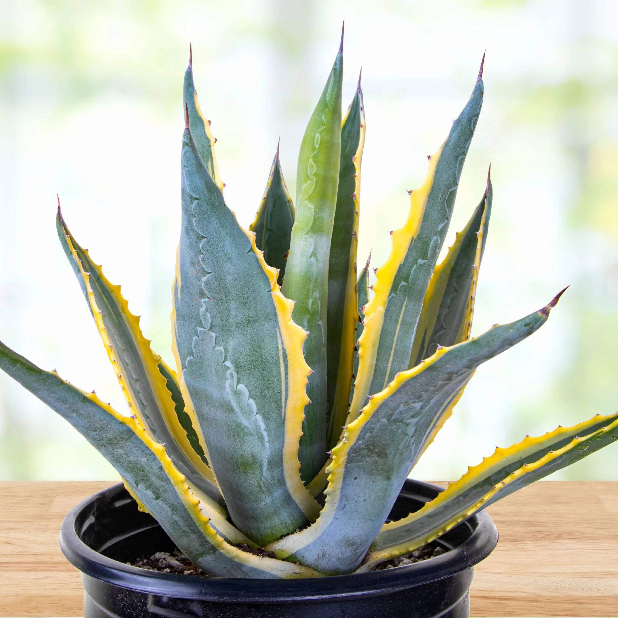Century Plant - Image 3