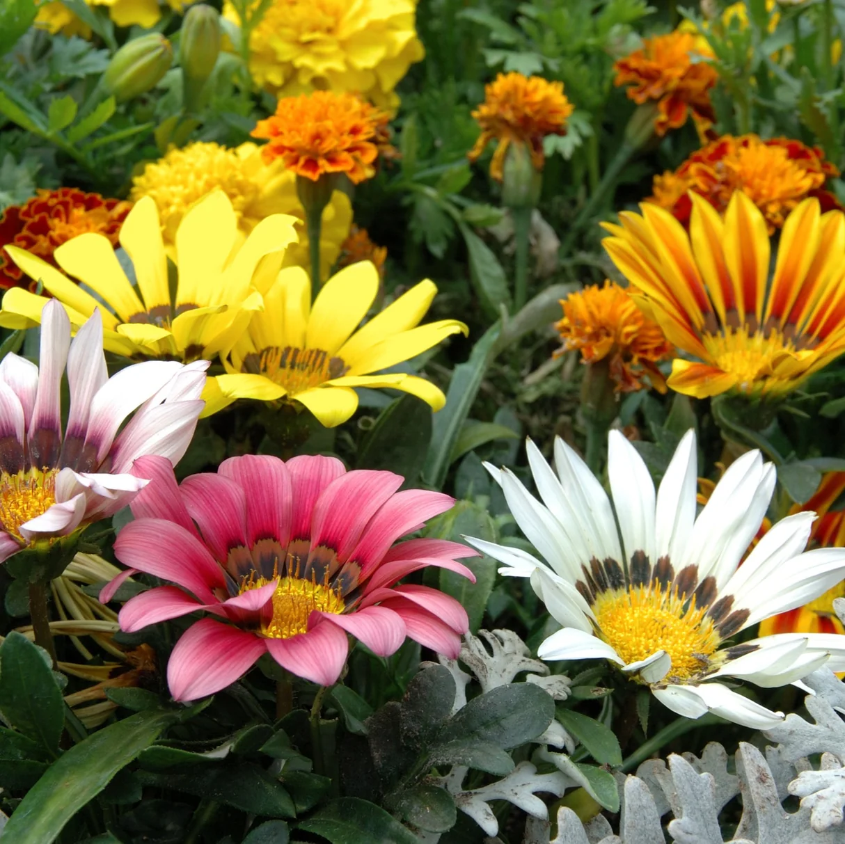 Gazania 25 pots Box - Image 3