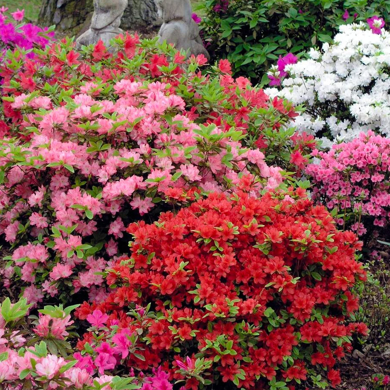 Rhododendron Azalea - Image 4
