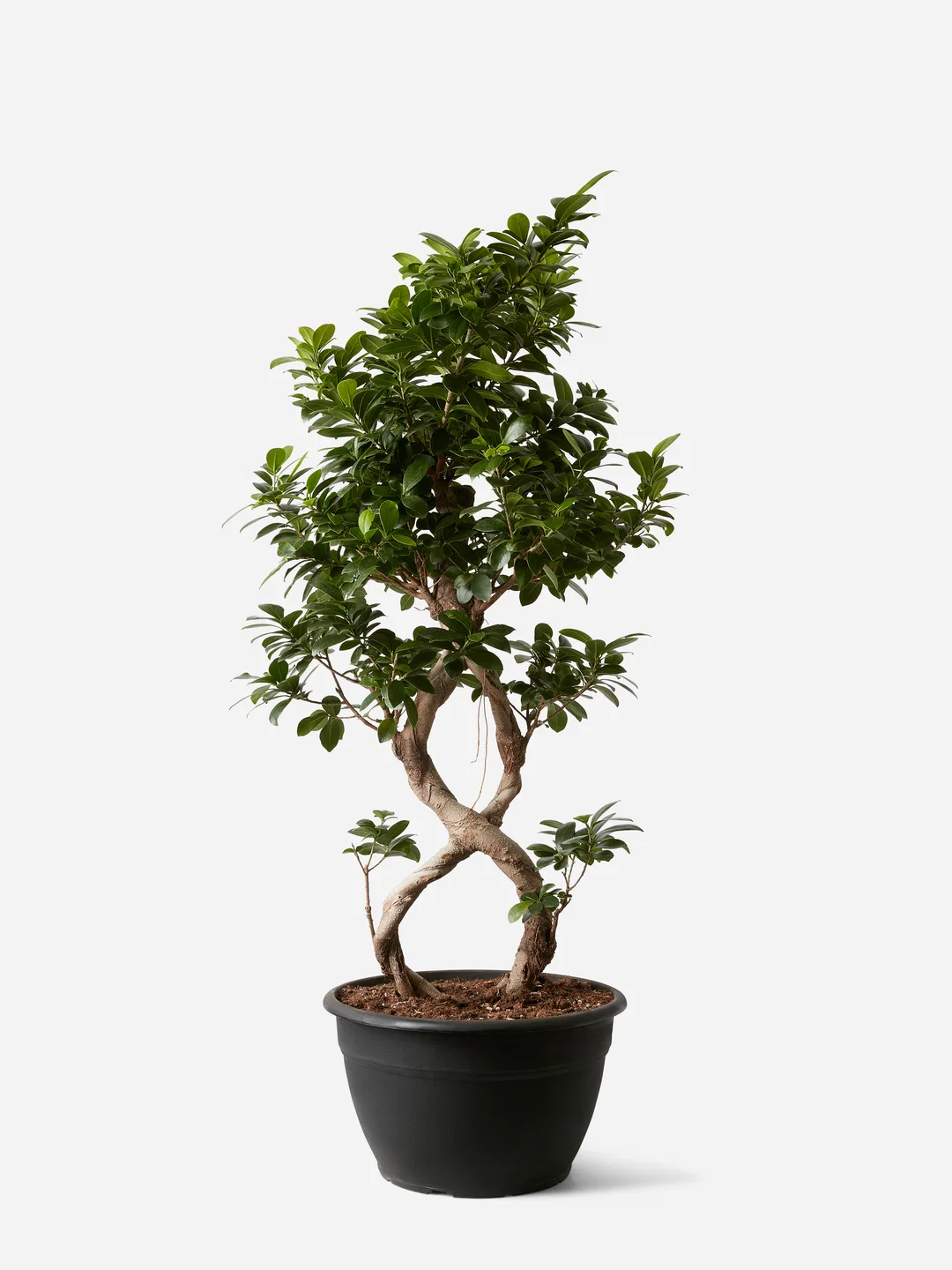 Ficus Microcarpa Ginseng Bonsai – 8 Shape - Image 2