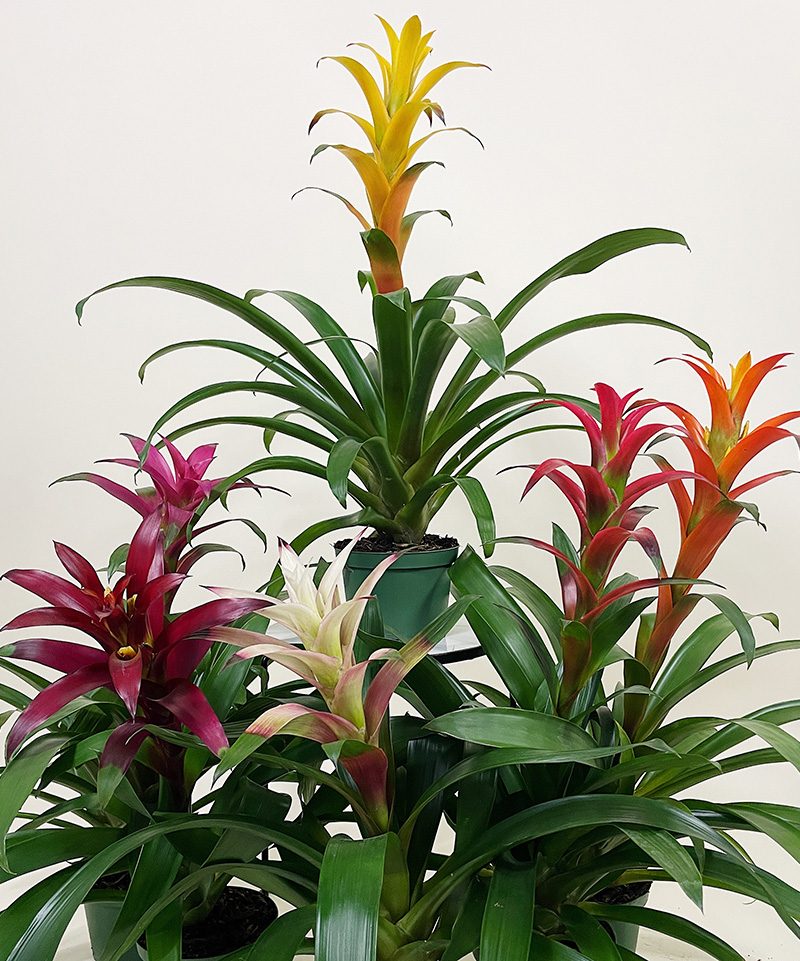 Guzmania Hope Bromeliad mix color 1 piece