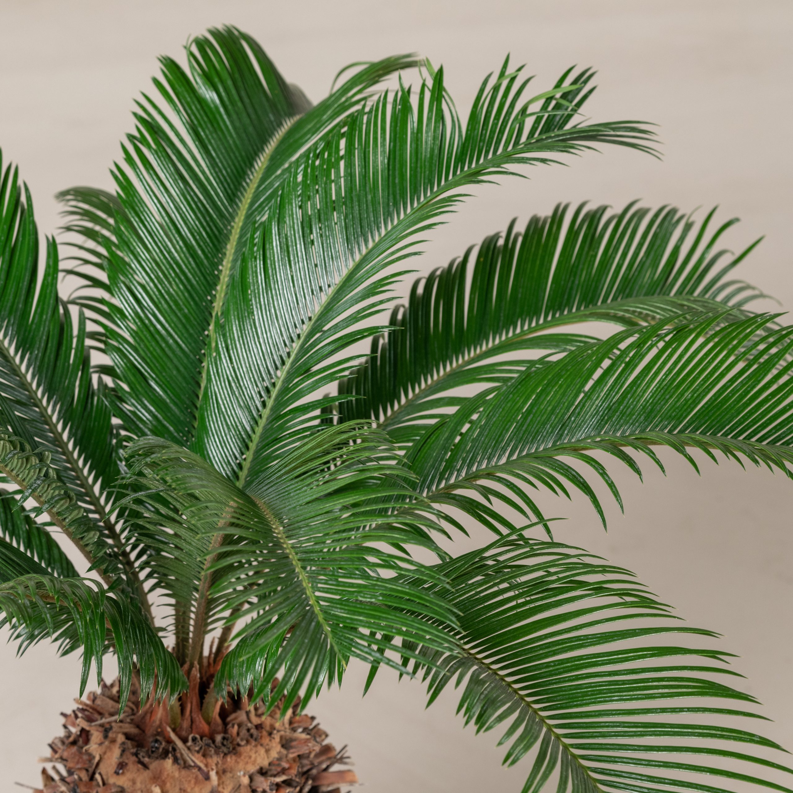 Cycas Revoluta - Image 4