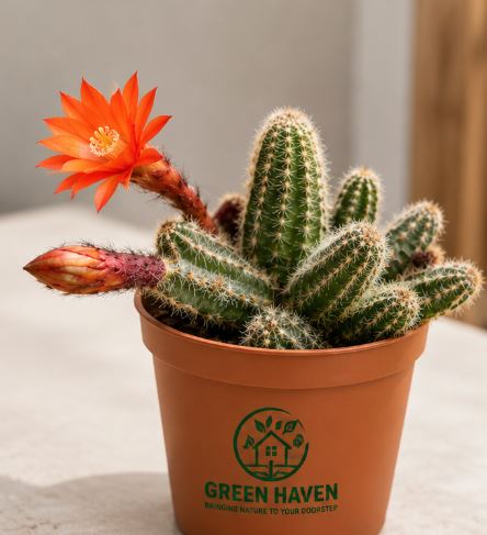 Chamaecereus Silvestrii