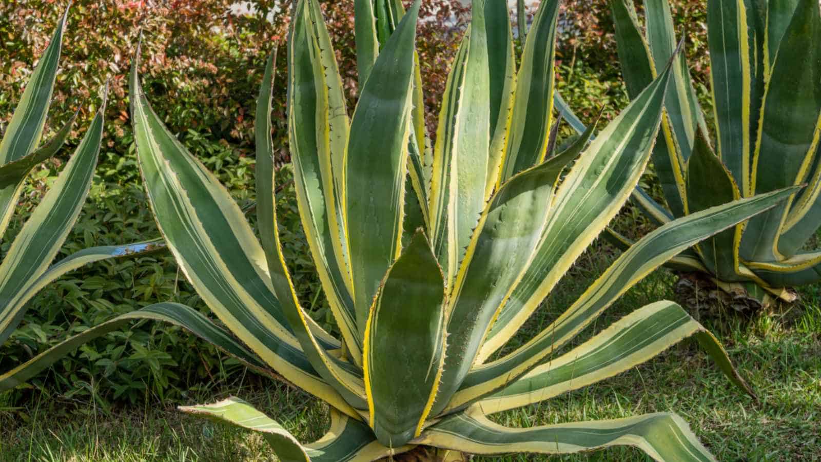 Century Plant - Image 2