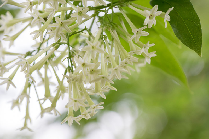 Cestrum Nocturnum – Night Queen - Image 4