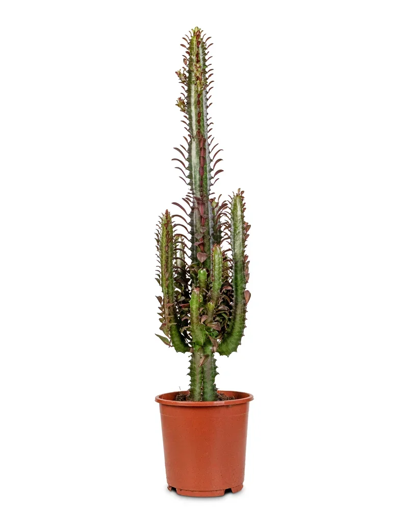 Euphorbia Trigona Rubra