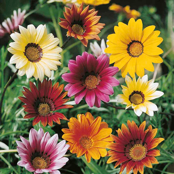 Gazania 25 pots Box - Image 4