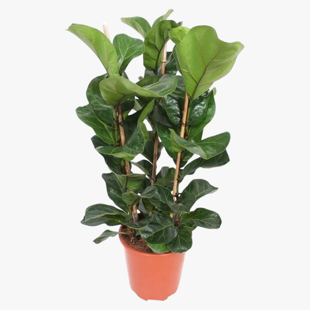 Ficus Lyrata 3PP - Image 3