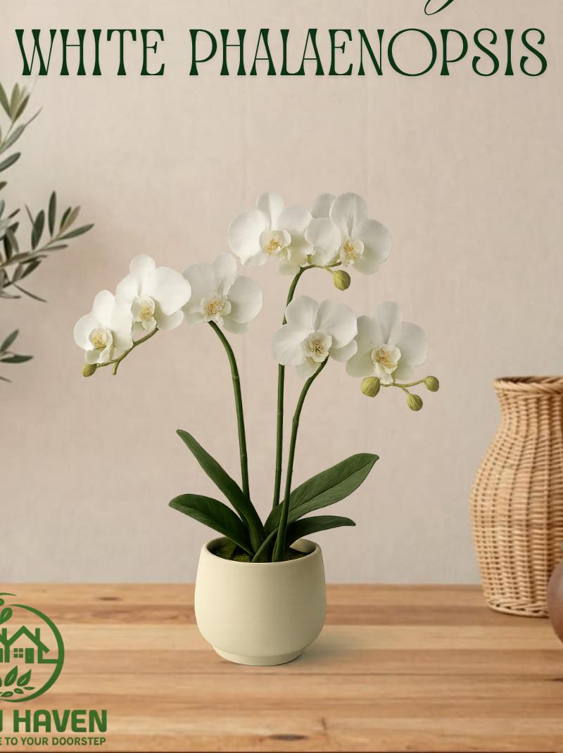 Phalaenopsis Orchid White