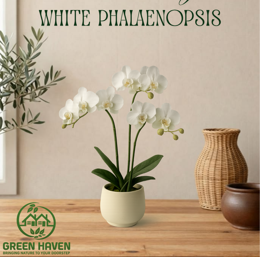 Phalaenopsis Orchid White