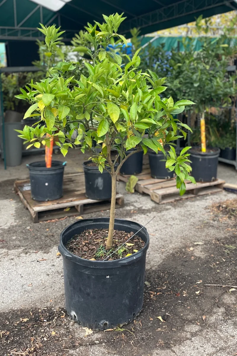 Orange Tree