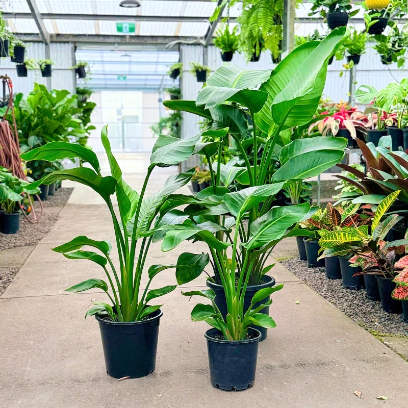 Strelitzia Nicolai 3pp (small and large)