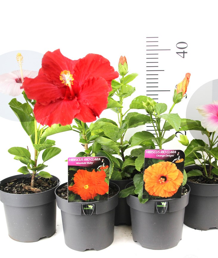 Hibiscus Small