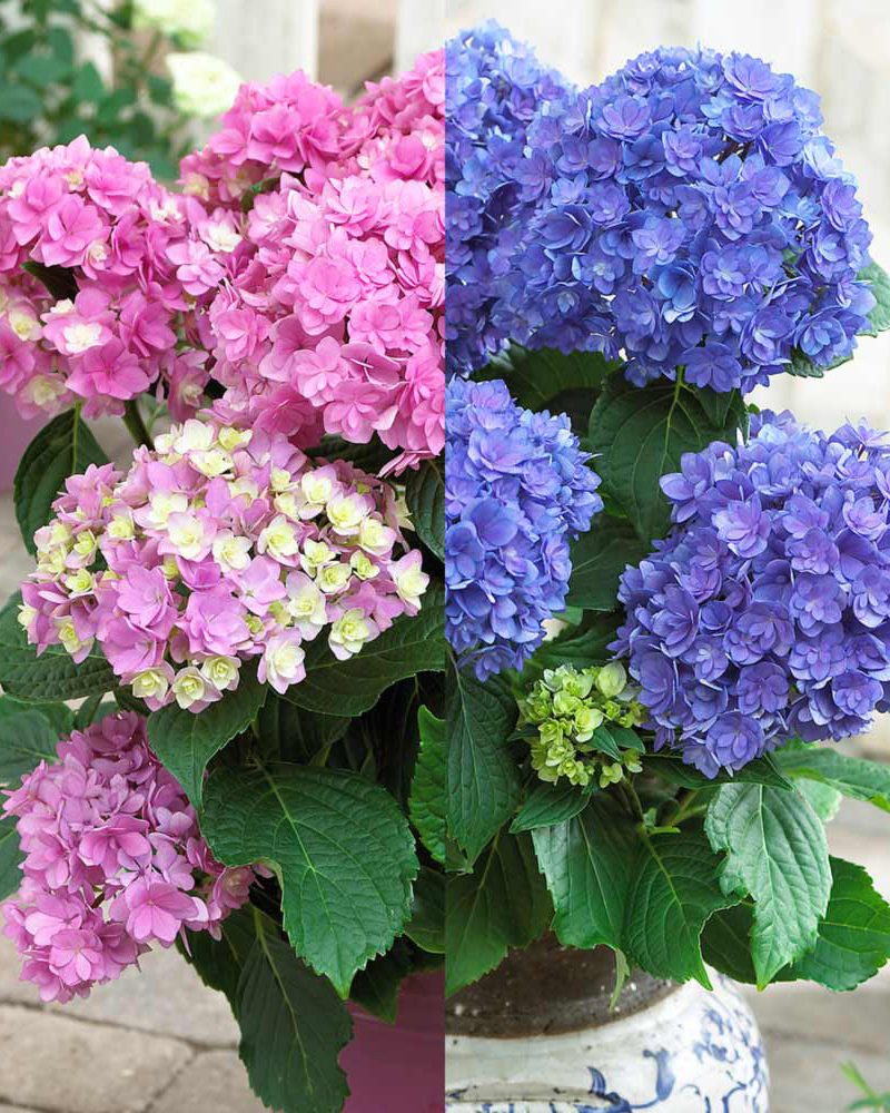Hydrangeas