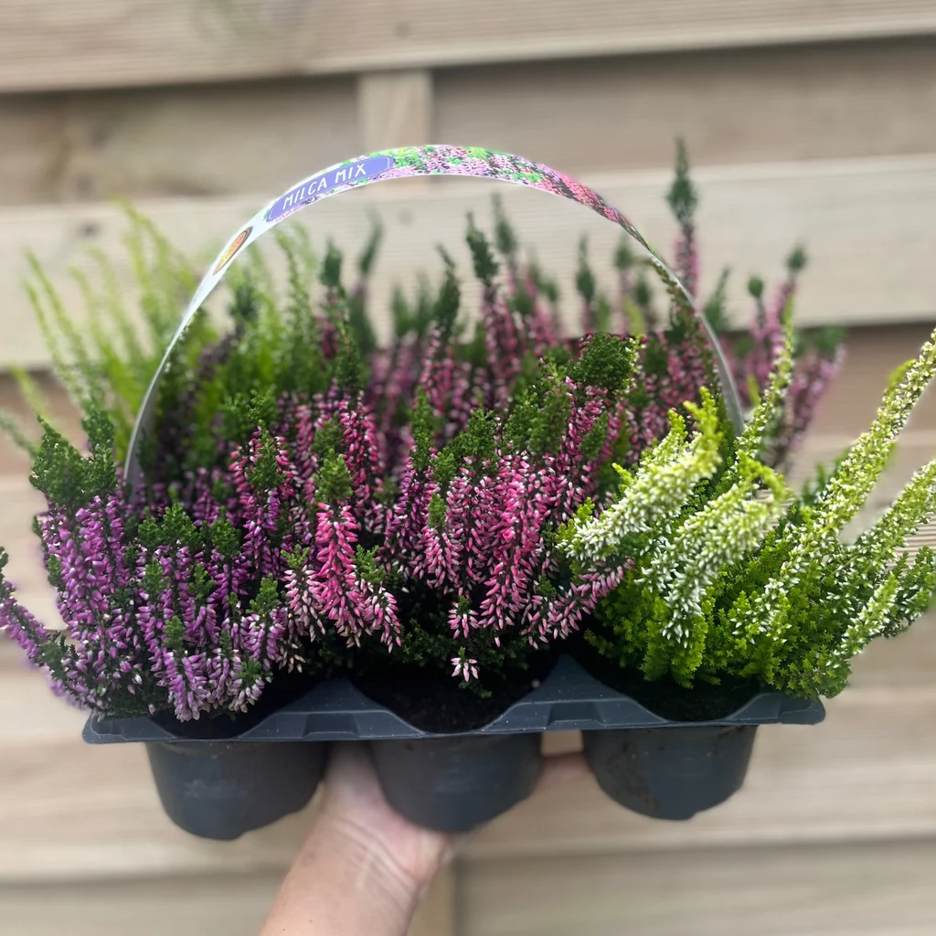 Calluna - Image 2
