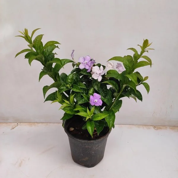 Brunfelsia