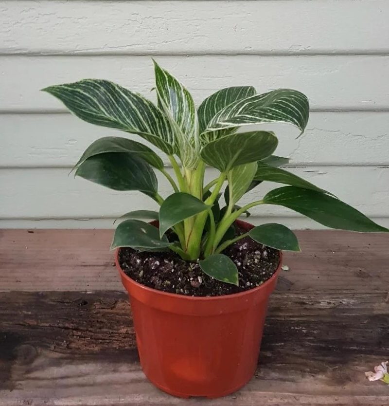 Philodendron Birkin