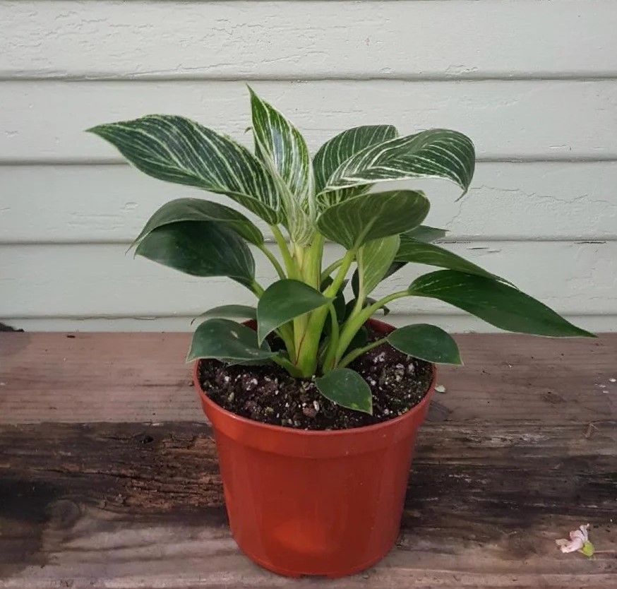 Philodendron Birkin