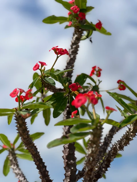 Euphorbia Milii - Image 3