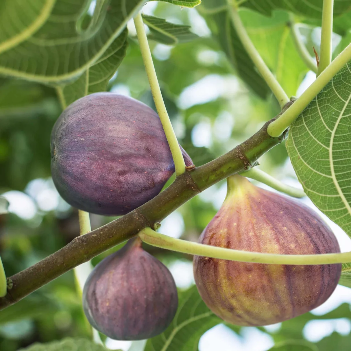Fig Tree - Image 3