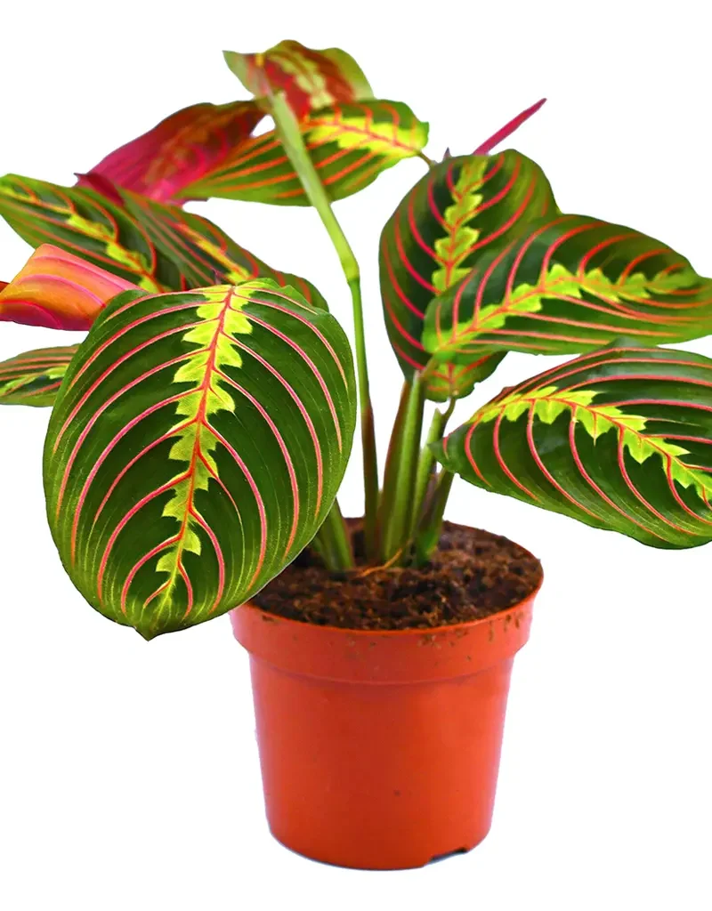 Maranta Fascinator