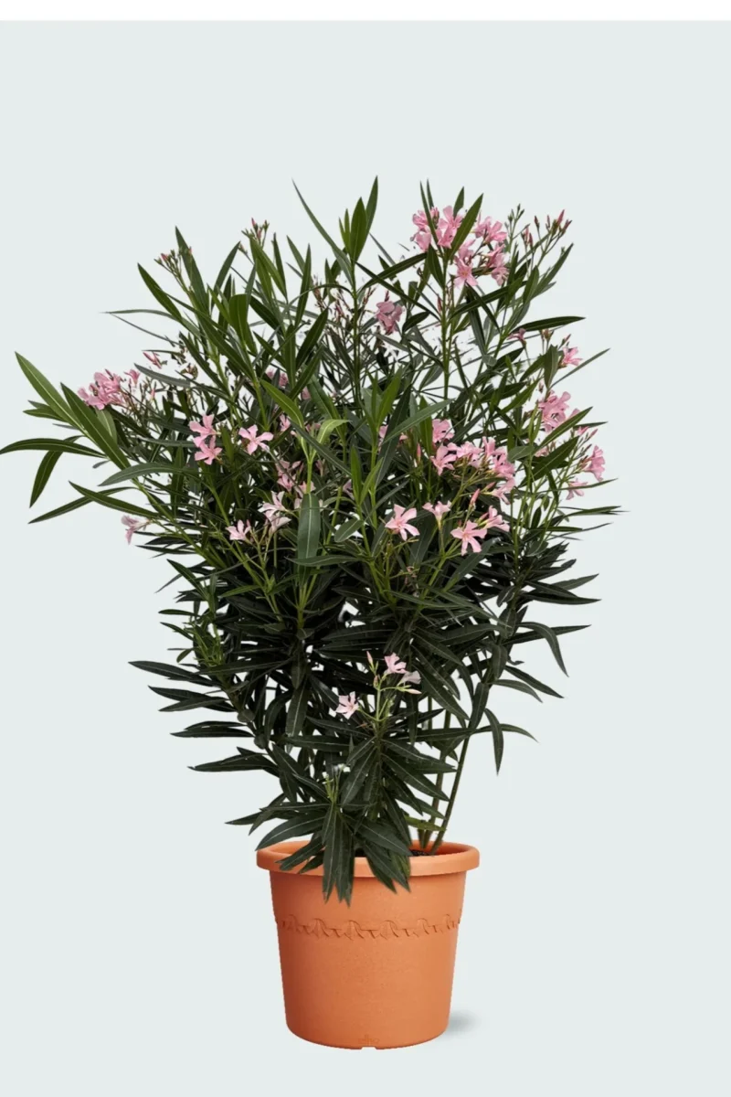 Nerium Oleander
