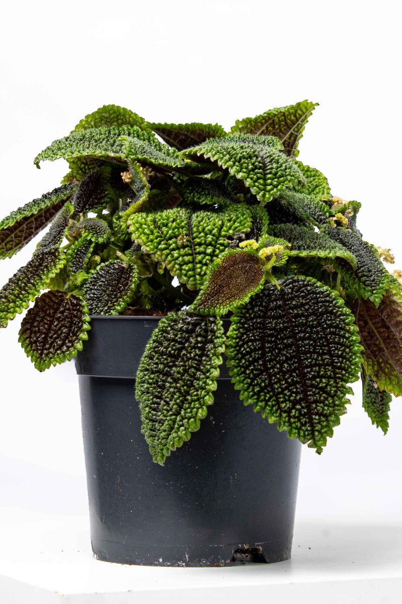 Pilea Alumi
