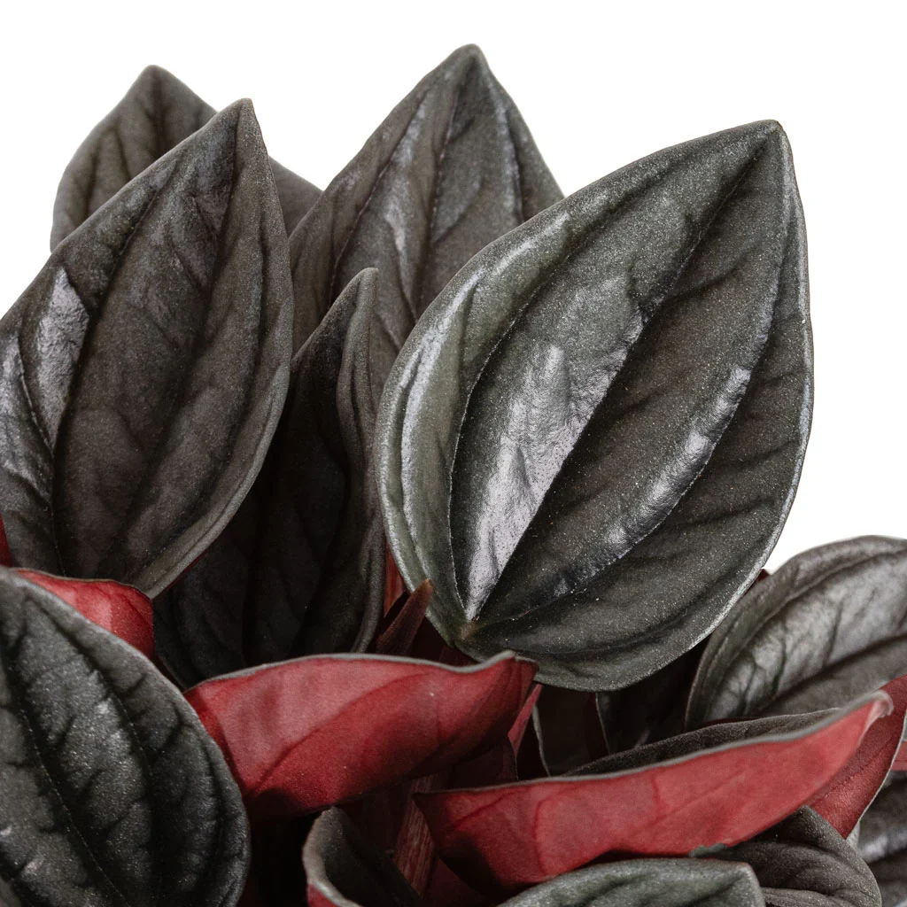 Peperomia Caperata Santorini - Image 2