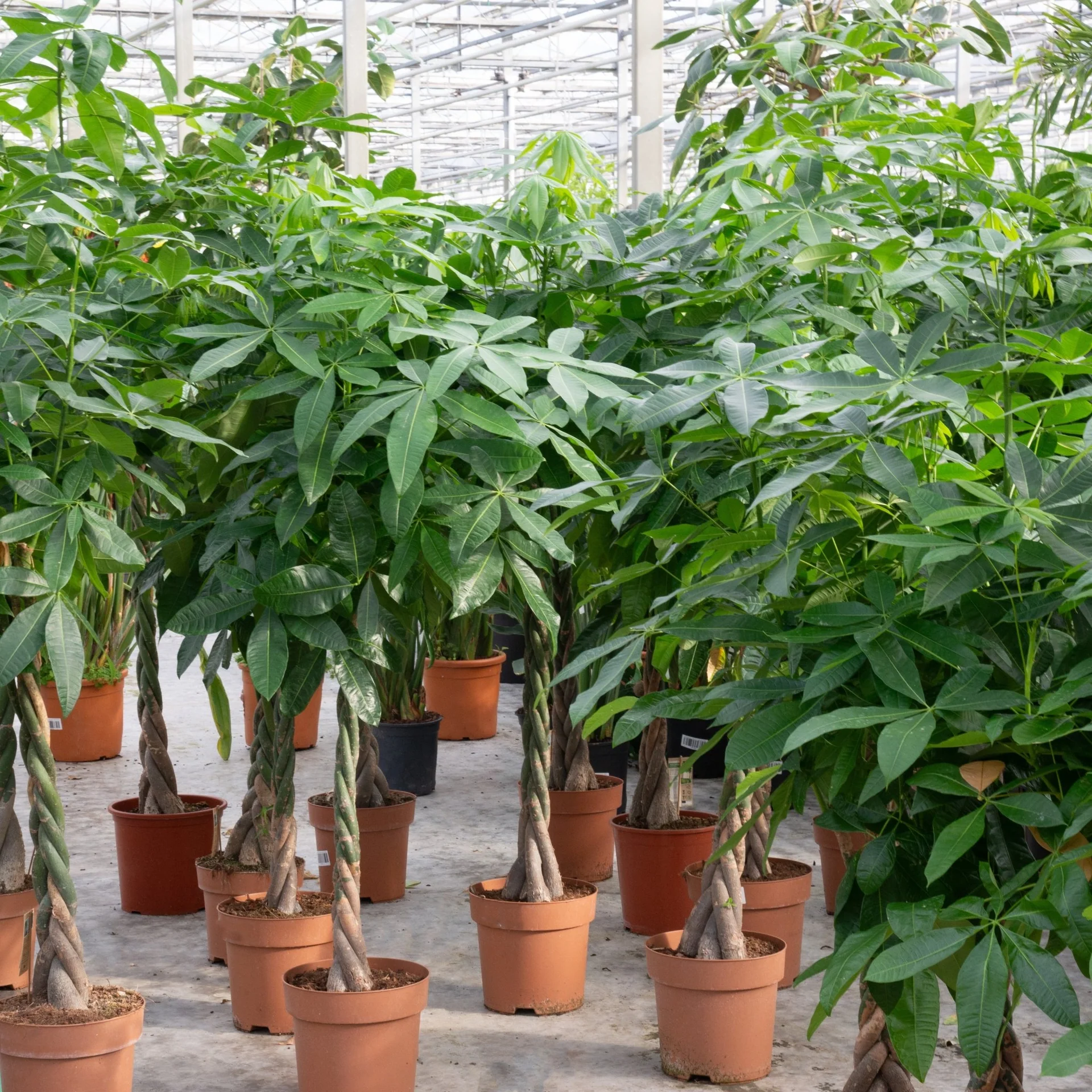 Pachira Aquatica (Money Plant) - Image 3