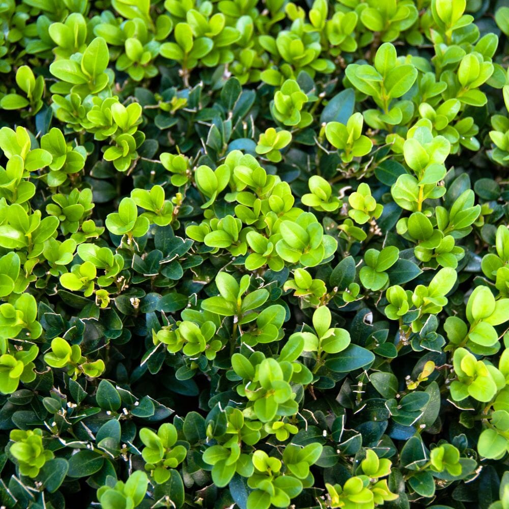 Buxus Sempervirens Ball - Image 2