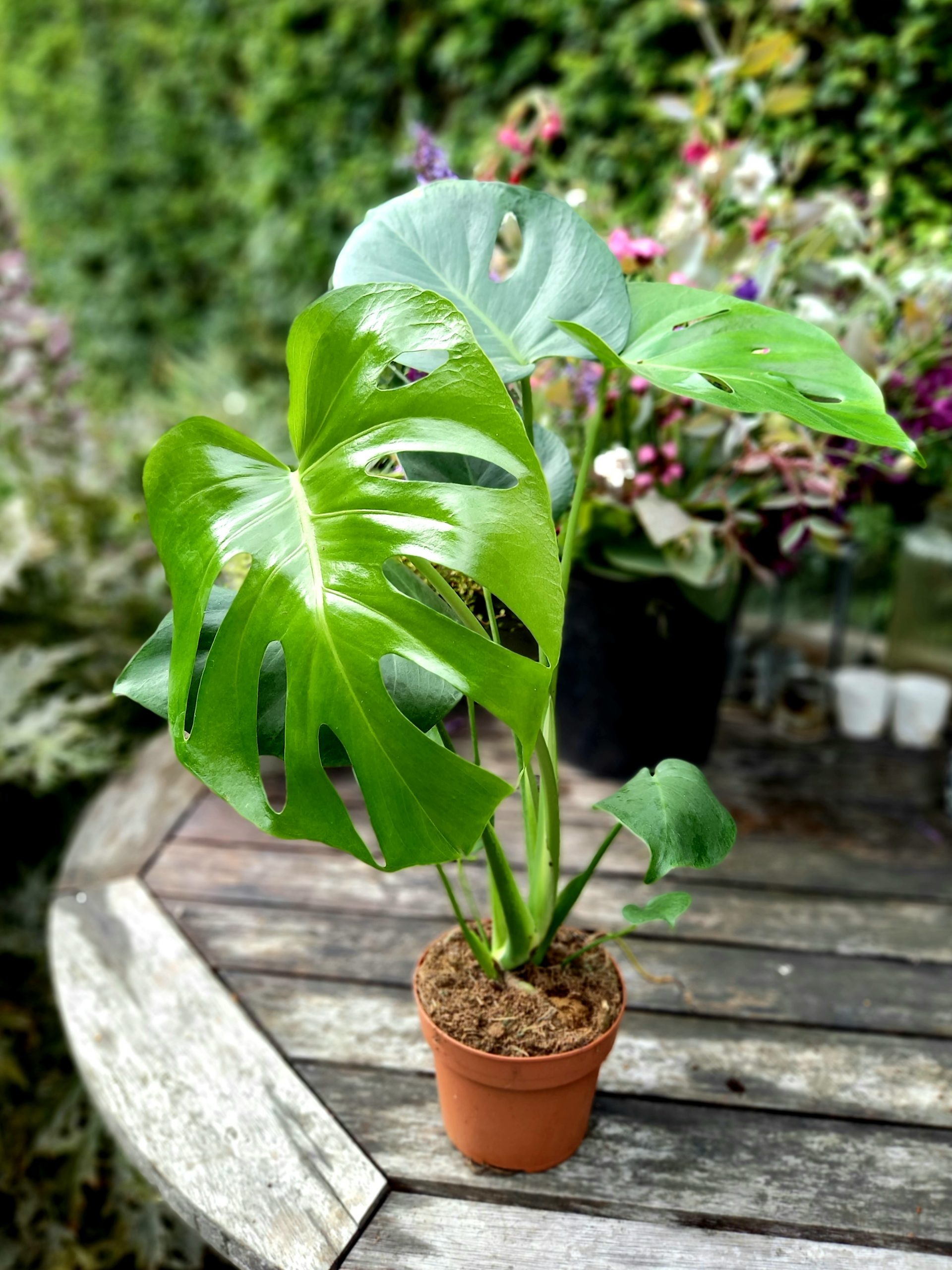 Monstera Deliciosa - Image 3