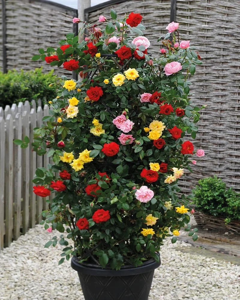 Rose - Climbing