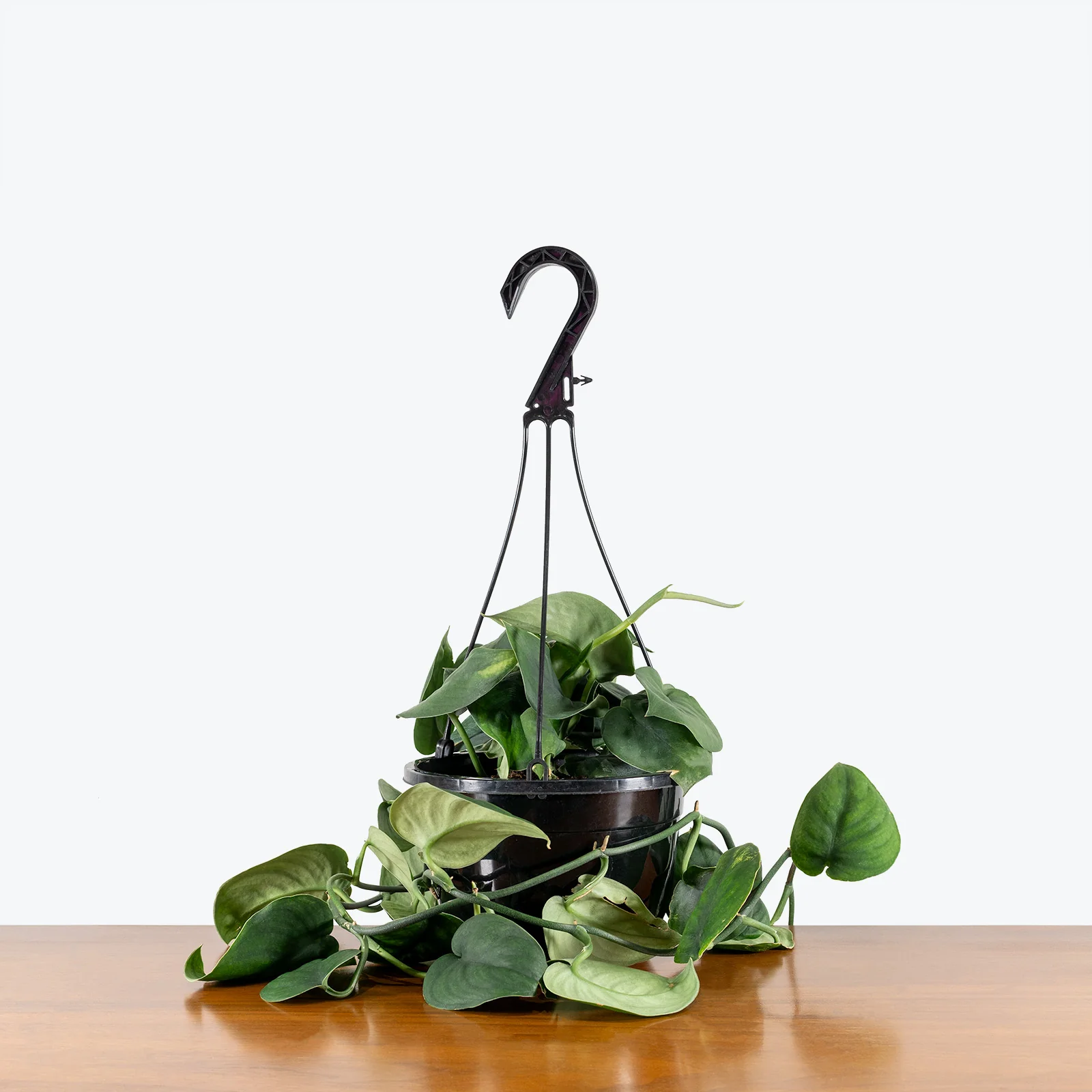 Scindapsus Pictus - Image 3