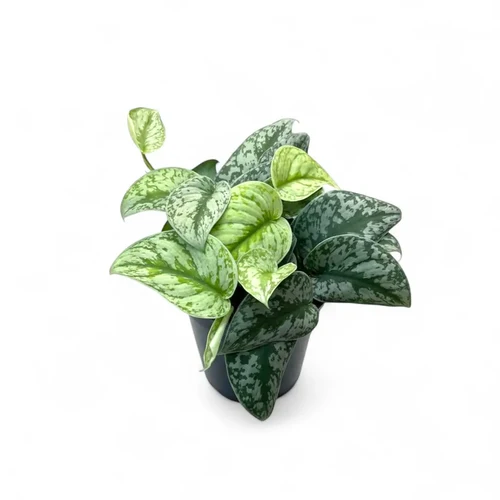 Scindapsus Pictus