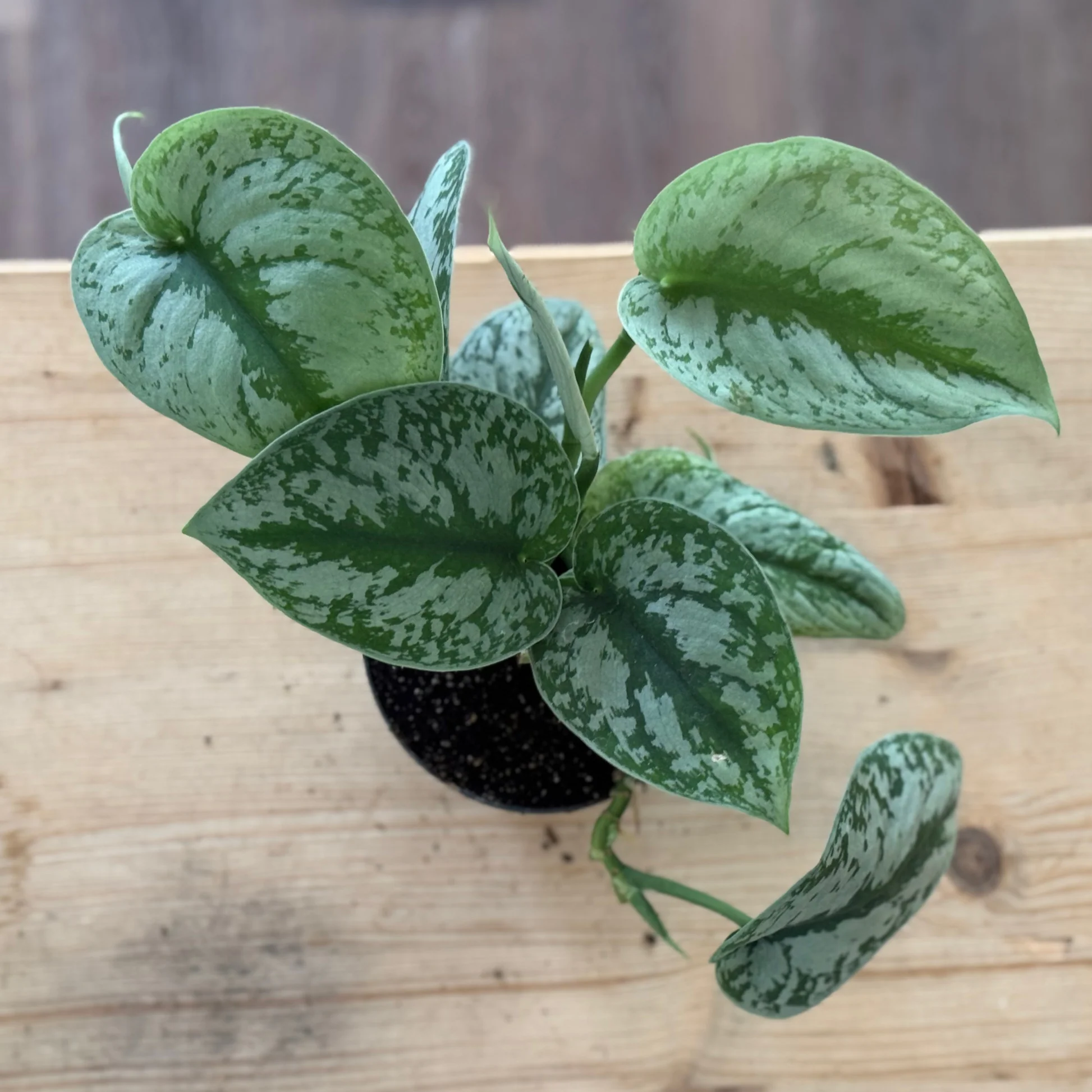 Scindapsus Pictus - Image 4