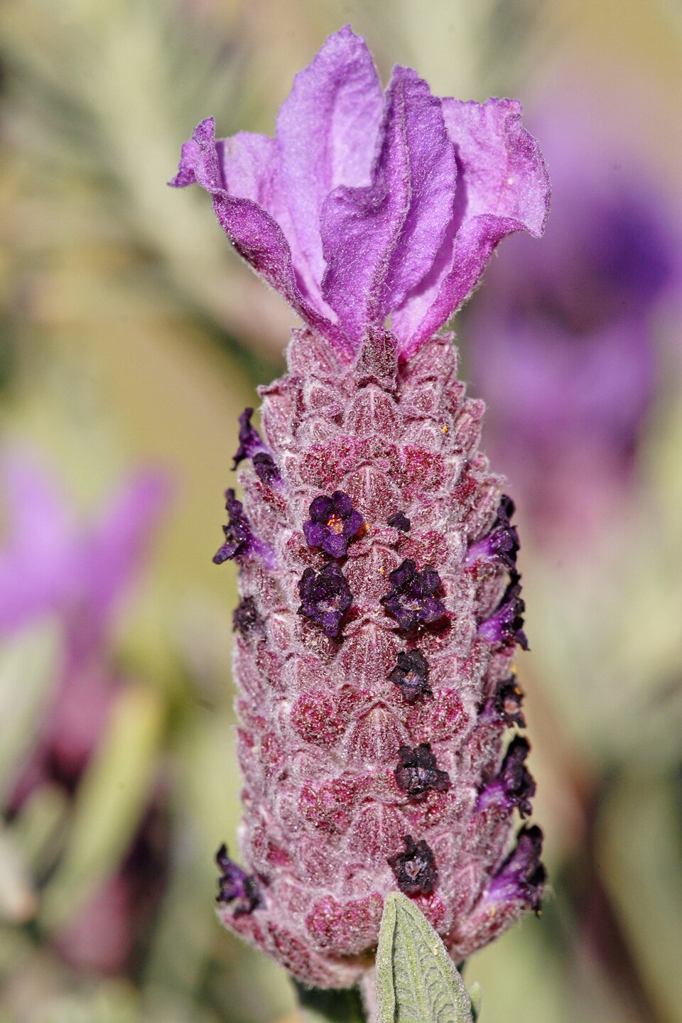 Spanish Lavender (Lavandula Stoecha) - Image 2