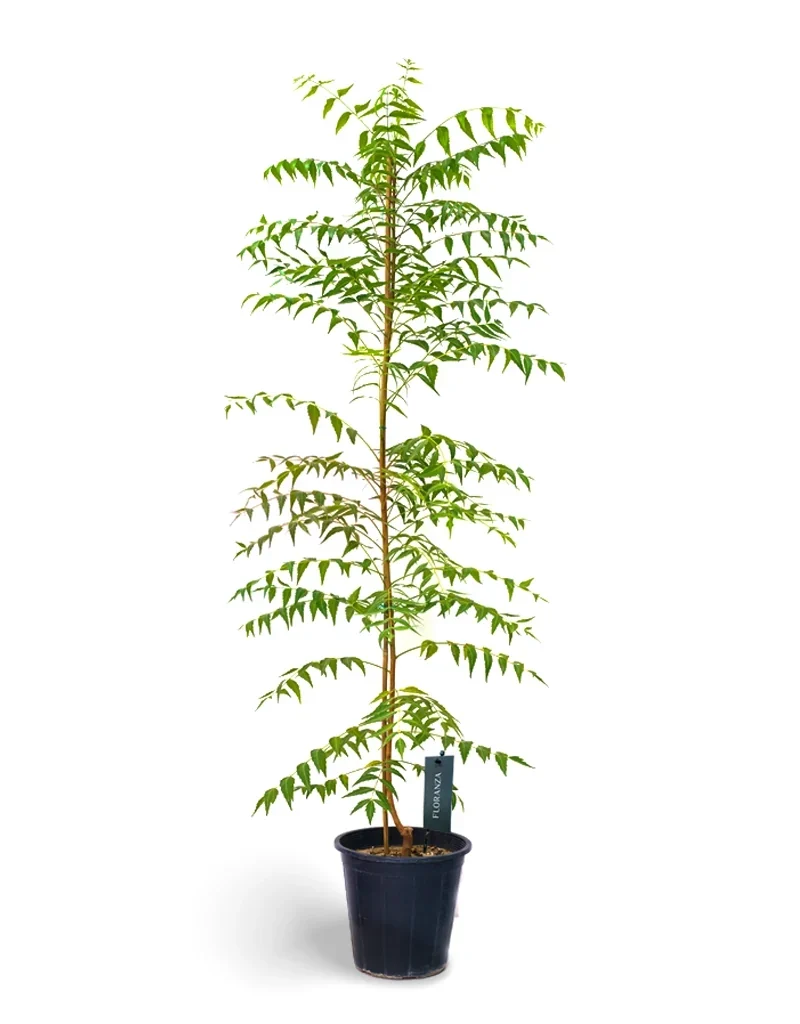Neem Tree