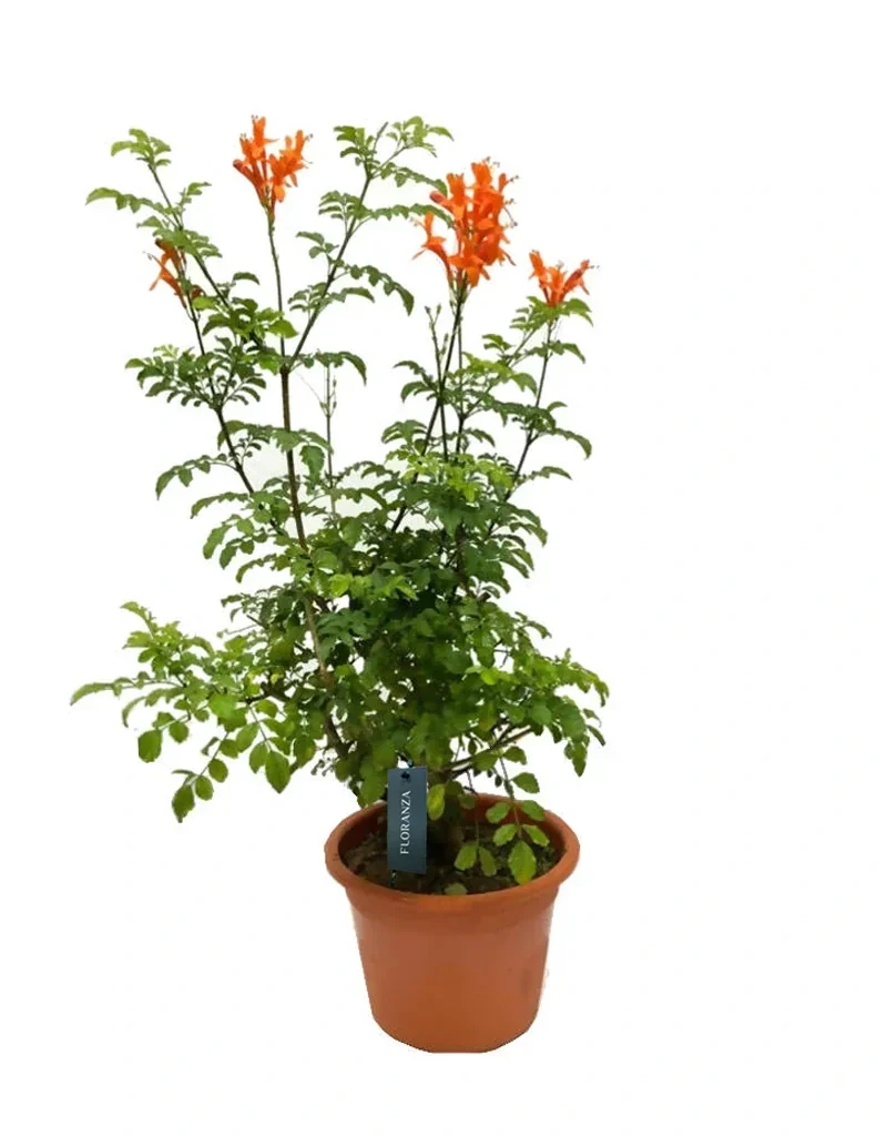 Tecoma Capensis – Cape Honeysuckle