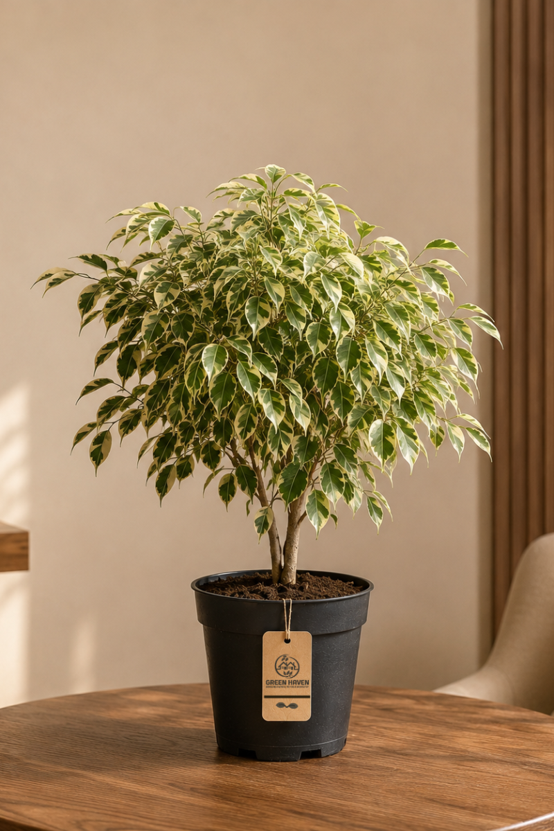 Ficus Benjamina Twilight