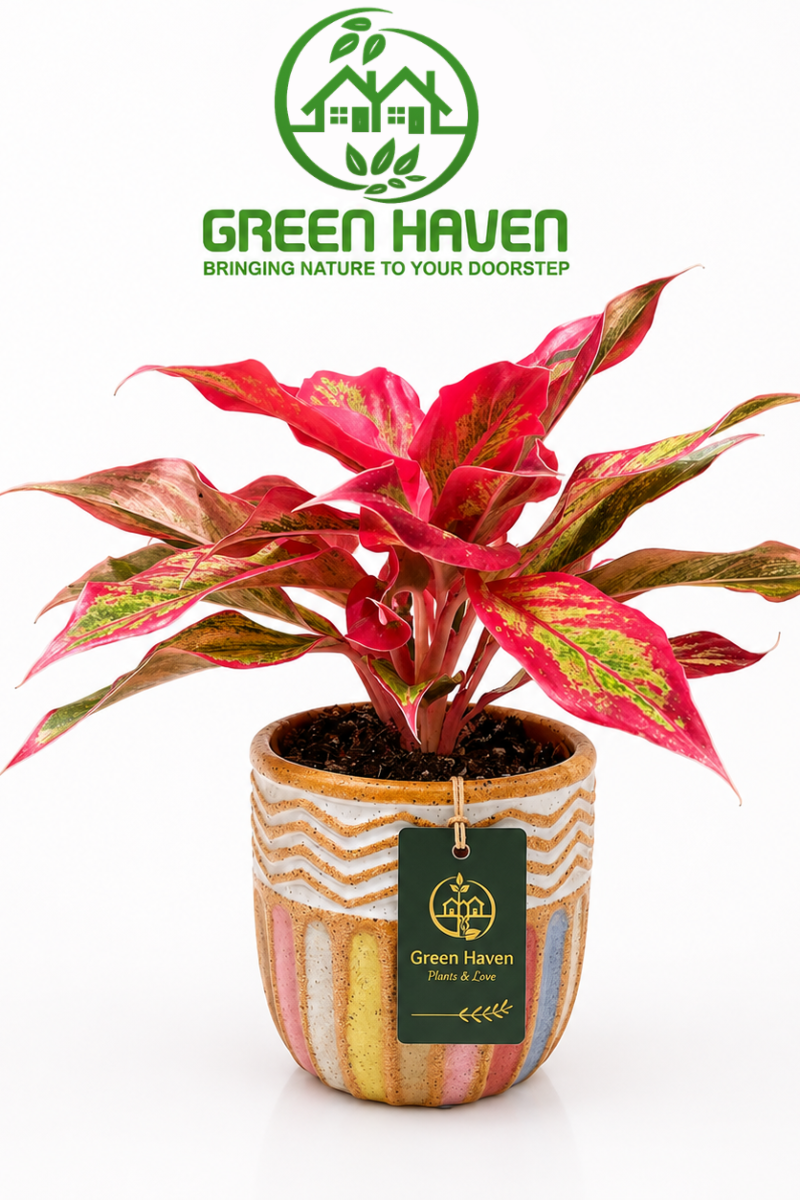 Aglaonema Crete