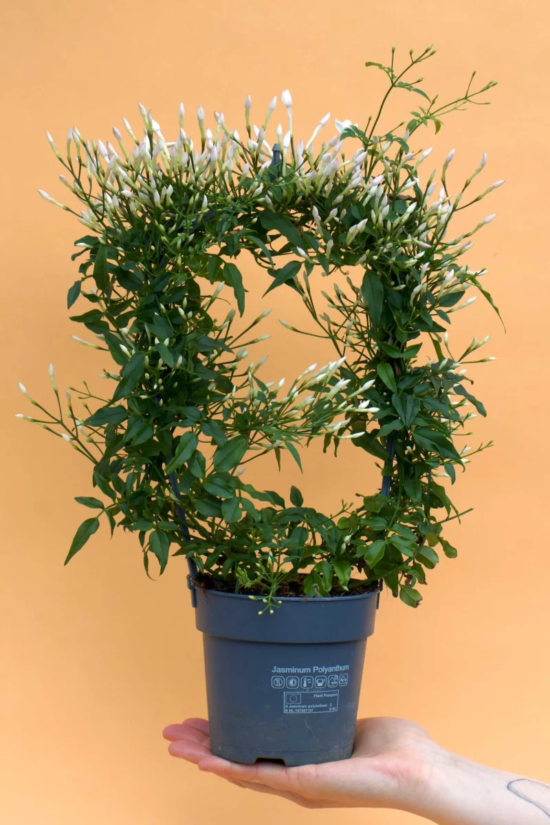 Jasminum Polyanthum Pyramid
