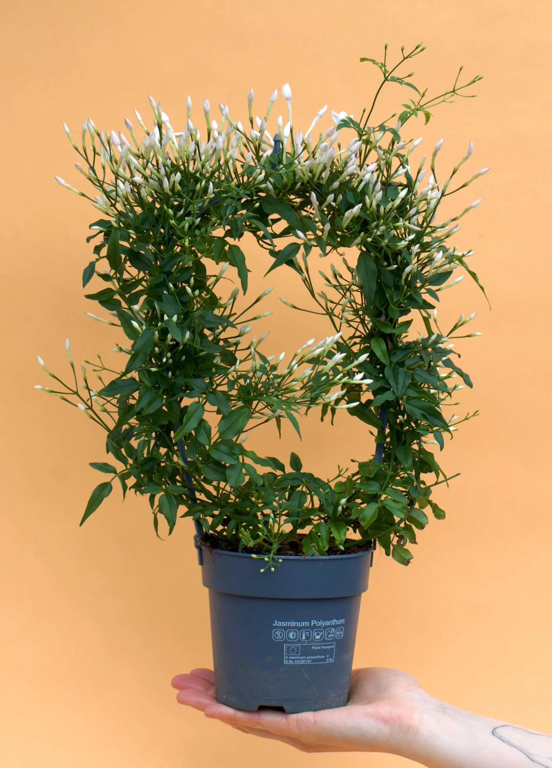 Jasminum Polyanthum Pyramid